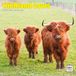 Dayplanner Schotse Hooglanders Kalender 2027 Wandkalender Dieren nl