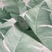 Avalon 31650 Behang groen wit bladeren bloemen plant blad jungle voor slaapkamer woonkamer of keuken Made in Germany 10,05 x 0,53 m