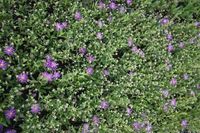 GRDplanten Aster 6x Aster - Aster thomsonii | 9x9 cm pot