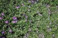 GRDplanten Aster 6x Aster - Aster thomsonii | 9x9 cm pot