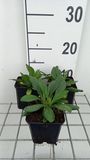 GRDplanten Aster 6x Aster - Aster tong. 'Berggarten' | 9x9 cm pot