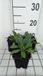GRDplanten Aster 6x Aster - Aster tong. 'Berggarten' | 9x9 cm pot