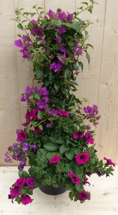 Warentuin Natuurlijk Plastic plantenbak antraciet Bougainvillea roze met zomerbloeiers roze h80 cm