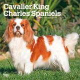 Cavalier BrownTrout Cavalier King Charles Spaniels 2027 12 X 24 Inch (Hanging) Monthly Square Wall Calendar Plastic-Free