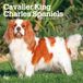 Cavalier BrownTrout Cavalier King Charles Spaniels 2027 12 X 24 Inch (Hanging) Monthly Square Wall Calendar Plastic-Free
