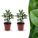 Green boutiQ Clusia Princess - 2 Planten - Pot 12cm - 40cm Hoogte