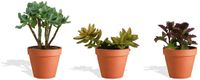 DutchLeafs Vetplanten Mix in Terracotta Bloempot - 3 Stuks - Kwekerspot 10 cm - Hoogte 15-20 cm