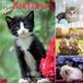 Plenty Gifts I Love Kittens Calendrier 2027 Calendrier mural