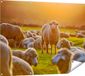 Gards Poster de moutons au coucher du soleil - 120x90 cm - Toile de jardin - Décoration de jardin - Décoration murale extérieure - Peinture de jardin