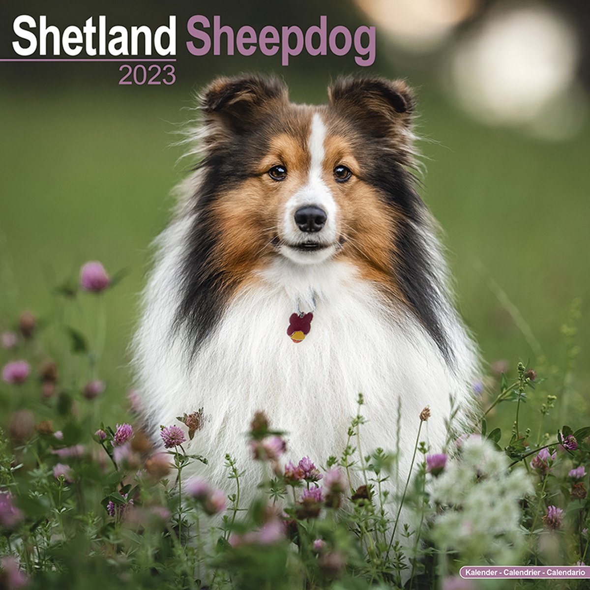 Plenty gifts Shetland Sheepdogs Kalender 2023