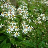 Arborix Aster 6 x Aster Divaricatus - Aster pot 9x9 cm
