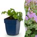 boutiQ Geranium macr. Czakor Ooievaarsbek Bodembedekkend Paars-Roze 6 Planten Pot 11cm Hoogte 15-25cm