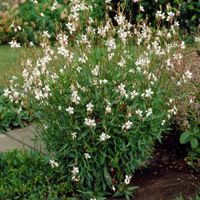 GP Gaura lindheimeri 'Whirling Butterflies' 12x - Prachtkaars - Wit/Roze - Winterhard