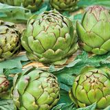 Sluis Garden Artisjok Vert de Provence