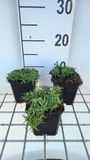 Groendecor Tuinarchitectuur 6x Phlox 'Snowflake' | pot 9x9 cm