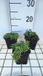Groendecor Tuinarchitectuur 6x Phlox 'Snowflake' | pot 9x9 cm