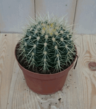 Warentuin natuurlijk Cactus schoonmoedersstoel klein kamerplant Echinocactus