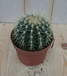 Warentuin natuurlijk Cactus schoonmoedersstoel klein kamerplant Echinocactus