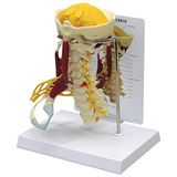 GPI Anatomicals W47853 nekwervelspiermodel