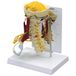 GPI Anatomicals W47853 nekwervelspiermodel