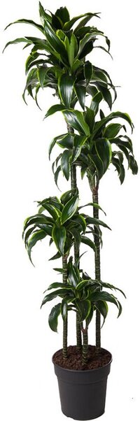 Goed & Groen - Dracaena Dorado - Drakenbloedboom - XL -↨ 170cm - Potmaat 27 - Exclusieve Kwaliteit Planten - Kamer Plant - Kamerplanten - Sfeer - Interieur
