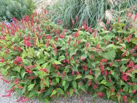 GRDplanten 3x Duizendknoop - Persicaria amplexicaulis ‘Lisan’ | 9x9 cm pot