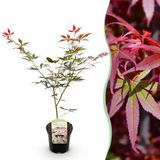 Plantenboetiek.nl Japanse Esdoorn - Acer palmatum Sumi-nagashi - Rood - Bladverliezend - Ø25cm - 60-70cm hoog - Tuinplant