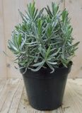 Warentuin Natuurlijk Lavendel Lavandula