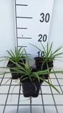 GRDplanten Groendecor Tuinarchitectuur 6x Afrikaanse lelie - Agapanthus 'Headbourne Hybrids' | 9x9 cm pot