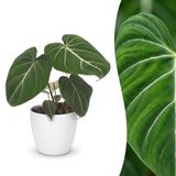 Plantenboetiek.nl Philodendron Gloriosum - Glorie Philodendron - met Potter Wit - Ø12cm - 25cm hoog