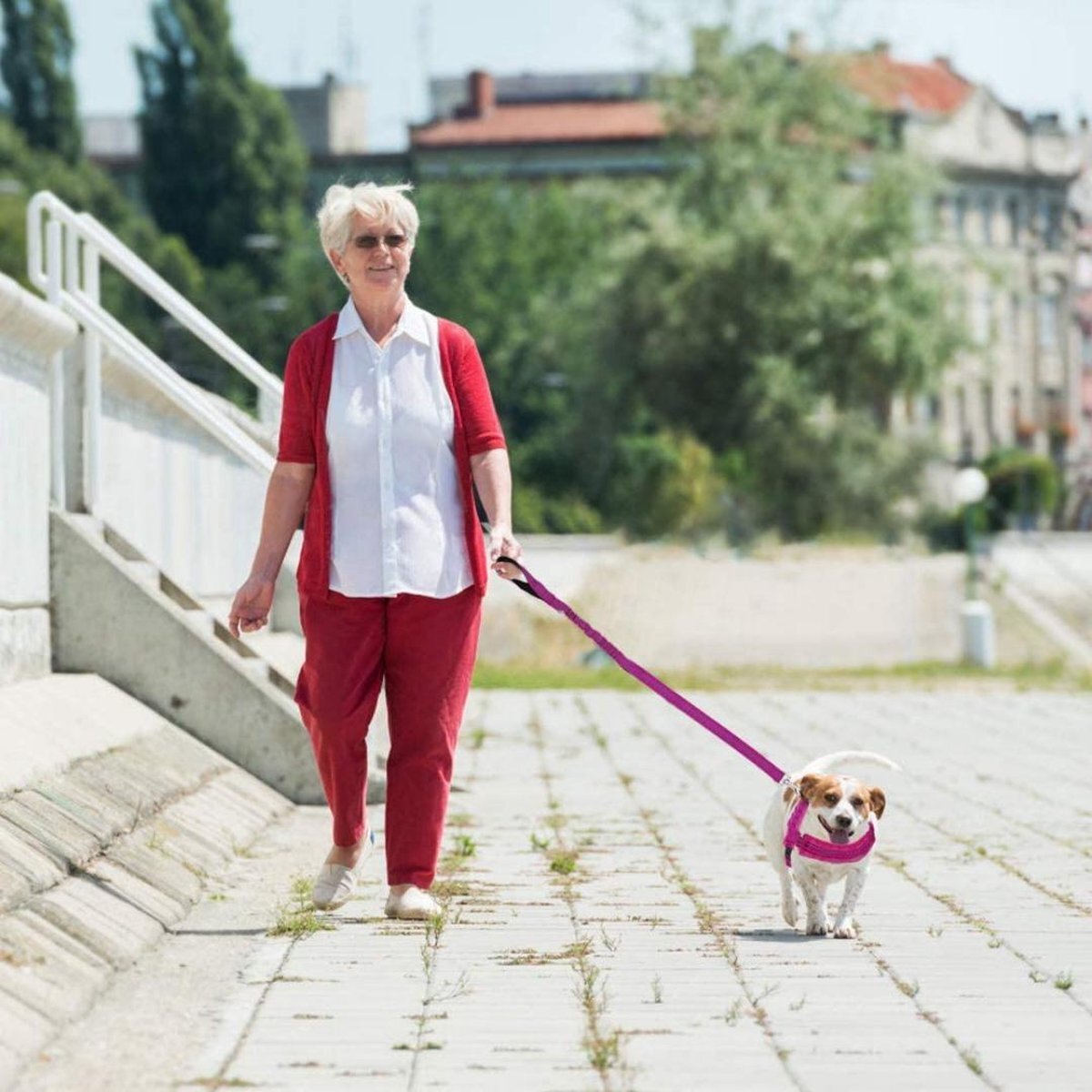 Sharon B Hondentuigje - voor kleine honden - roze - maat XXS - incl. schokabsorberende hondenriem - veilig en makkelijk voor baas en hond
