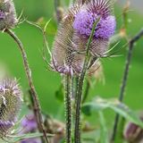 Arborix Dipsacus Fullonum 6x Dipsacus Fullonum: Ruim assortiment van prachtige planten voor in de tuin