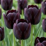 Green boutiQ - 35x Tulipa Black - Zwarte tulp - Zwart