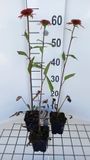 GRDplanten Groendecor Tuinarchitectuur 6x Zonnehoed - Echinacea purp. Irresistible' | pot 9 x 9 cm