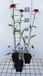 GRDplanten Groendecor Tuinarchitectuur 6x Zonnehoed - Echinacea purp. Irresistible' | pot 9 x 9 cm
