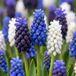 Green boutiQ - 200x Muscari Magic mix - Druifhyacint - Diversen - Verwilderingsbol - Bolmaat 7/8