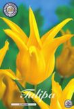 Dutch Flower Lady Schiedam Lilyflowering Tulpenbollen 10 stuks bolmaat 12+