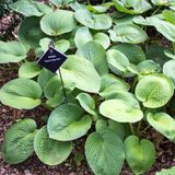 Arborix Hosta 6x Hosta hybrida 'Ryan's Big One' Pot 9x9cm - Grote Hosta voor in de tuin