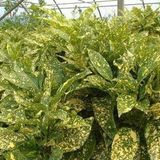 Arborix Aucuba Japonica 'Crotonifolia' - Broodboompje - 30-40 cm
