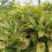 Arborix Aucuba Japonica 'Crotonifolia' - Broodboompje - 30-40 cm