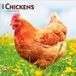 Chickens BrownTrout Publishers Chickens - Hühner 2027 - 16-Monatskalender