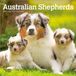 Australian Browntrout Australian Shepherds 2027 7 X 14 Inch (Hanging) Monthly Mini Wall Calendar