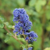 Arborix Ceanothus 'Burkwoodii' - Amerikaanse Sering 30-40 cm in pot