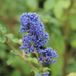 Arborix Ceanothus 'Burkwoodii' - Amerikaanse Sering 30-40 cm in pot