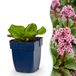 Green boutiQ - Vasteplant - Bergenia cordifolia - Schoenlappersplant - Schaduw - Roze - 6 Planten - Pot 11cm - Hoogte 15-25cm