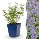 Green boutiQ Vasteplant Nepeta faassenii Walker's Low Kattenkruid Blauw 3 Planten