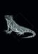 Komar Iguana Black poster muurschildering woonkamer slaapkamer deco kunstdruk | zonder lijst | P077D-50x70 | 50x70 cm (breedte x hoogte)