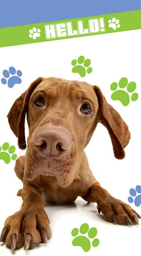 CharactersMania Hond Badlaken 70x140 Katoen - bruin