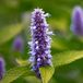 Arborix Agastache 6x Agastache rugosa 'Golden Jubilée' Pot 9x9cm - Prachtige gouden plant voor in de tuin