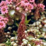 Arborix Sempervivum 6 x Sempervivum Arachnoideum - Spinnewebhuislook
